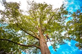 Best Tree Removal Service  in Fillmore, CA