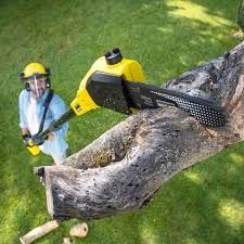 Best Weed Control Services  in Fillmore, CA