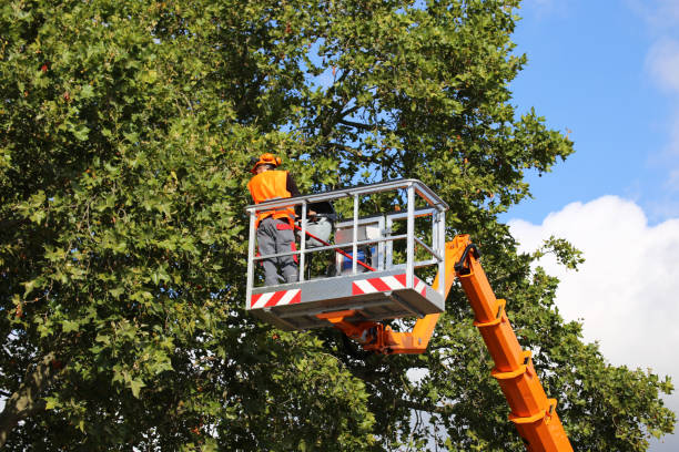 Trusted Fillmore, CA  Tree Services Experts