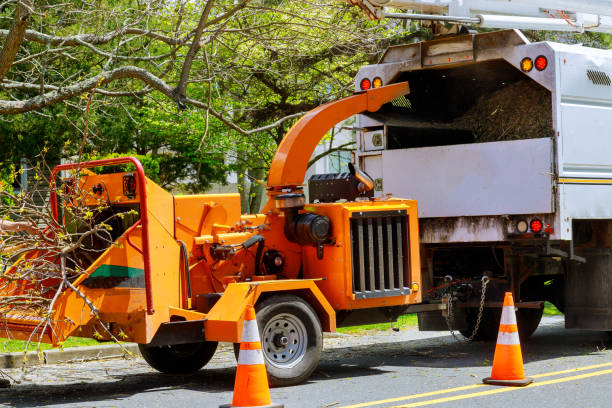 Best Fruit Tree Pruning  in Fillmore, CA