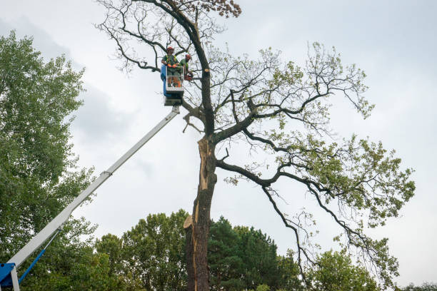 Tree and Shrub Care in Fillmore, CA