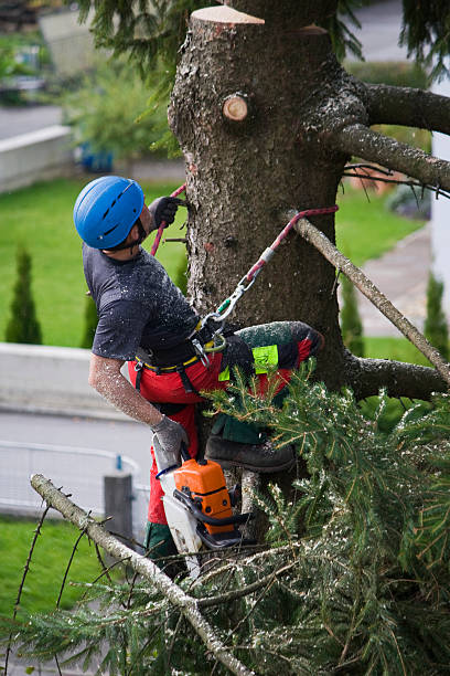 Best Lawn Watering Services  in Fillmore, CA