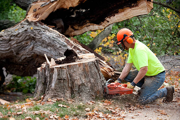 Best Storm Damage Tree Cleanup  in Fillmore, CA