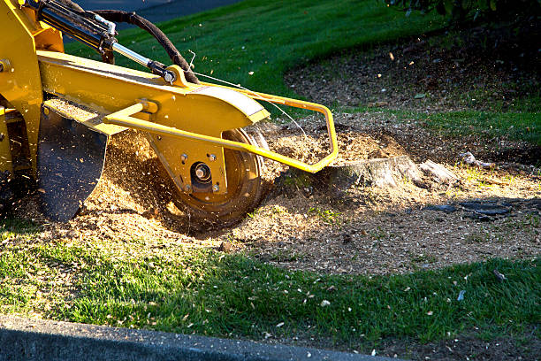 Best Lawn Edging Services  in Fillmore, CA