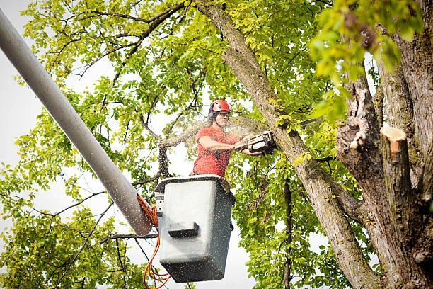 Best Tree Disease Treatment  in Fillmore, CA