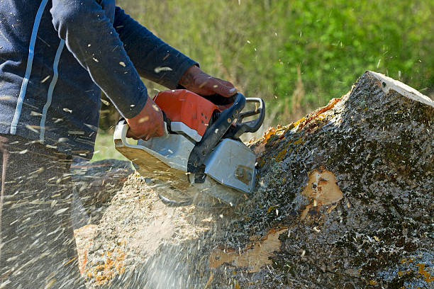 Why Choose Our Tree Removal Services in Fillmore, CA?