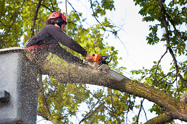 Best Root Management and Removal  in Fillmore, CA