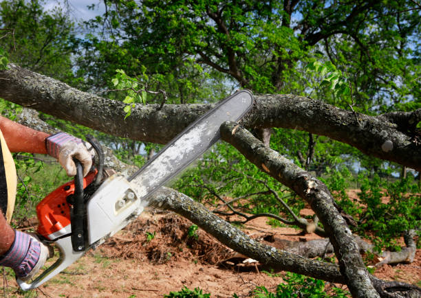 Best Lot and Land Clearing Services  in Fillmore, CA