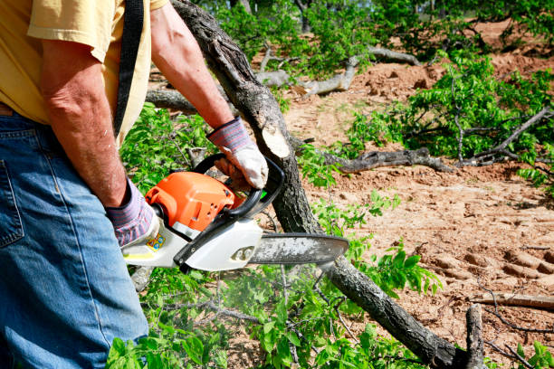 Best Tree Maintenance Programs  in Fillmore, CA